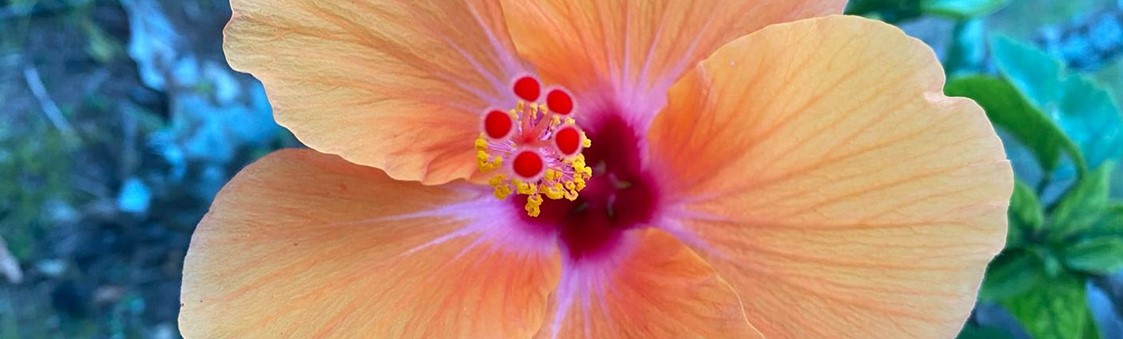 Hibiscus flower